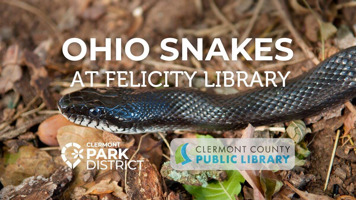 close up picture of a Grey rat snake's face in leaf foliage